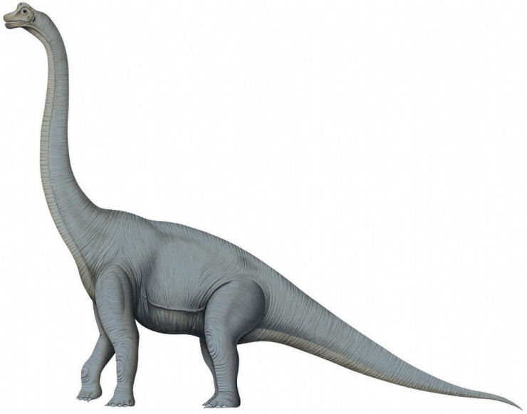 immagine di Brachiosaurus