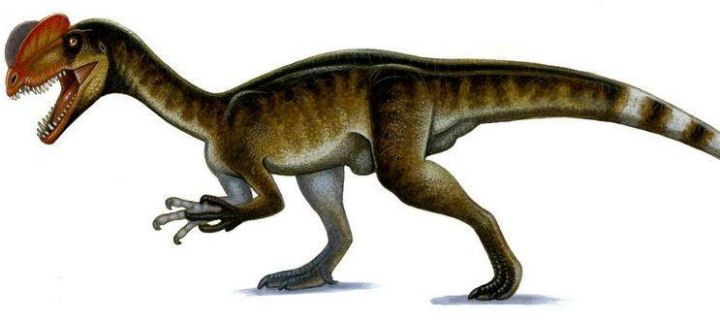 immagine di dilofosauro - dilophosaurus