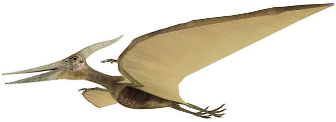 immagine di pterosauro