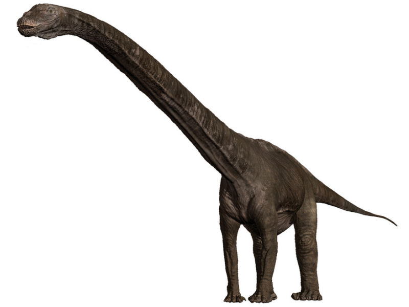 immagine di Seimosaurus