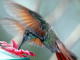 Guarda l'anteprima dello sfondo 'COLIBRI'