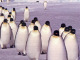 Guarda l'anteprima dello sfondo 'PINGUINI'