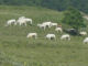 mucche al pascolo - Eventi Tour De France 2008 - Zoom immagine