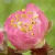 Frutti in Fiore