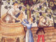 Vendemmia uva - Storia Piemonte - intorno al 1000 - Zoom immagine