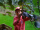 luca raccolta kiwi - Nipotini - Zoom immagine