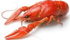 Ricette con crostacei e molluschi