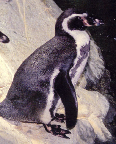 acquario Genova Pinguino