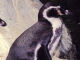 acquario Genova Pinguino - Viaggio all'Acquario di Genova - Zoom immagine