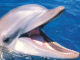 acquario delfini - Viaggio all'Acquario di Genova - Zoom immagine
