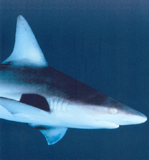 acquario Genova squalo