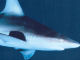 acquario Genova squalo - Viaggio all'Acquario di Genova - Zoom immagine