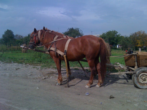 cavalli traino ucraina