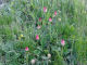 fiori rossi fragoline - Montagna - Valle Varaita - Zoom immagine