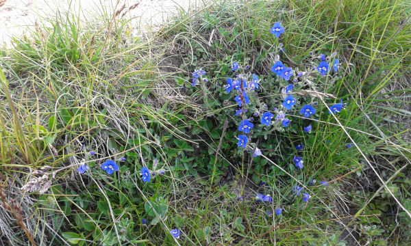 fiorellini azzurri