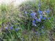 fiorellini azzurri - Montagna - Valle Varaita - Zoom immagine