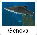 Il grandioso acquario di Genova