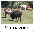 Visita al Parco Safari delle Langhe - Murazzano (CN)