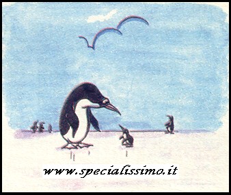 Vignette Animali - Pinguino