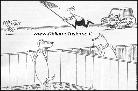 Vignette Animali - Cani (2)