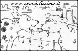 Vignette Animali - Le mucche
