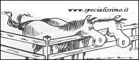 Vignette Animali - Cavalli - erba