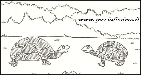 Vignette Animali - Le tartarughe