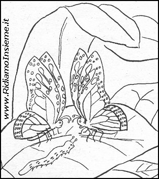 Vignette Animali - Farfalle