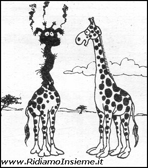 Vignette Animali - Le giraffe
