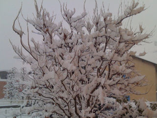Neve sui rami