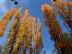 Scarica lo sfondo ALBERI - AUTUNNO