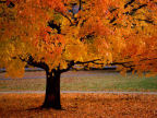 Scarica lo sfondo ALBERO - AUTUNNO