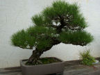 Scarica lo sfondo ALBERO - BONSAI