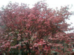 Scarica lo sfondo ALBERO - PRIMAVERA