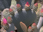 Scarica lo sfondo CACTUS