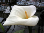 Scarica lo sfondo CALLA