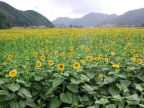 Scarica lo sfondo girasoli