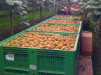 Scarica lo sfondo ALIMENTARI - Frutta - KIWI