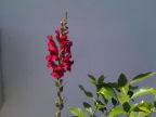 Scarica lo sfondo Fiori - Bocca di Leone