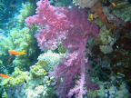 Scarica lo sfondo MARE - CORALLO