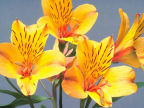 Scarica lo sfondo Fiori Gialli