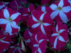 Scarica lo sfondo Fiori Petunie