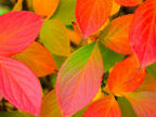 Scarica lo sfondo FOGLIE ROSSE