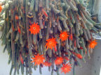 Scarica lo sfondo Fiori - Pianta grassa