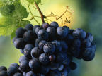 Sfondo ALIMENTARI - FRUTTA - UVA