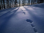 Scarica lo sfondo NEVE ORME