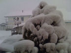 Scarica lo sfondo NEVE PINO