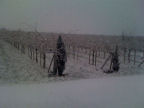 Scarica lo sfondo NEVE sui KIWI