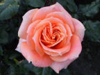 Scarica lo sfondo ROSA