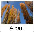 Download sfondi natura - alberi